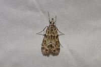 Eudonia mercurella