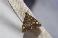 Pyrausta aurata