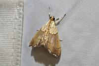 Agrotera nemoralis