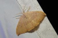 Watsonalla uncinula