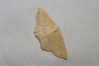 Cyclophora ruficiliaria