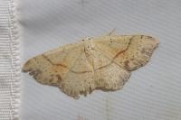 Cyclophora punctaria