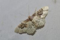 Idaea rusticata