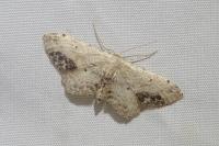 Idaea dimidiata