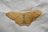 Idaea rubraria
