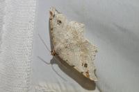 Macaria alternata