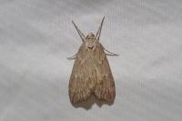 Pachycnemia hippocastanaria