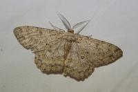 Hypomecis punctinalis