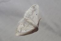 Lomographa temerata