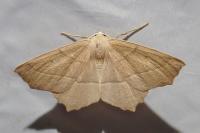 Gerinia honoraria