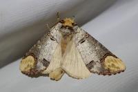 Phalera bucephala