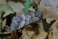 Drymonia querna