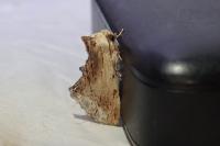 Ptilodon cucullina