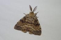 Lymantria dispar