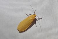 Wittia sororcula