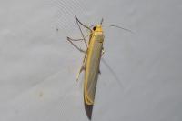Manulea complana