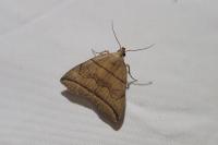 Herminia grisealis