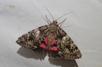 Catocala promissa
