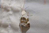 Acontia lucida