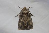 Acronicta rumicis