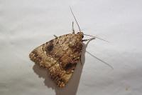 Amphipyra pyramidea