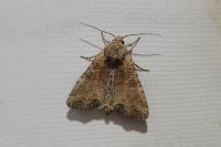 Mesoligia furuncula