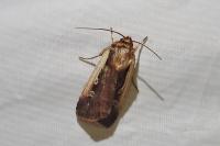 Ochropleura plecta