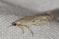 Phycitodes inquinatella