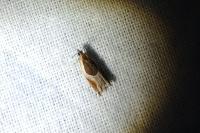 Ancylis unculana