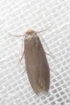 Achroia grisella