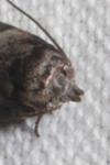 Blastobasis glandulella