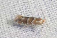 Cameraria ohridella