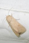 Mythimna vitellina