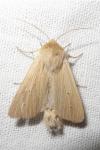 Mythimna pallens