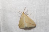 Rhodometra sacraria