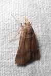 Stemmatophora brunnealis