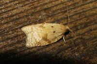 Acleris ferrugana/notana