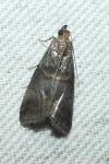 Acrobasis advenella