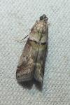 Acrobasis consociella