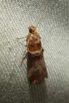Acrobasis tumidana