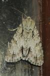 Acronicta psi/tridens