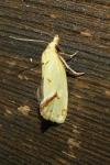 Agapeta hamana