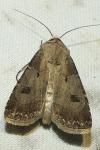 Agrotis exclamationis