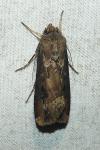 Agrotis ipsilon