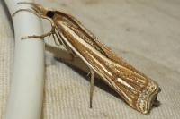 Ancylolomia tentaculella