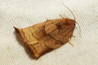 Archips podana