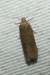 Bryotropha desertella/politella/terrella