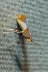 Caloptilia alchimiella