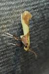 Caloptilia alchimiella