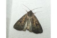Caradrina morpheus